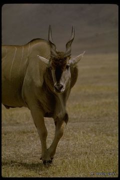 Image of Eland