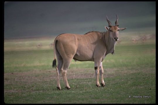 Image of Eland