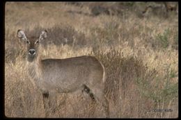 Image of Defassa Waterbuck