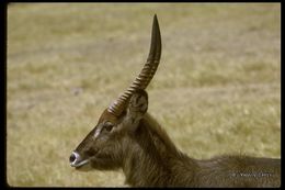 Image of Defassa Waterbuck