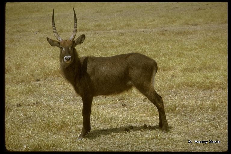 Image of Defassa Waterbuck