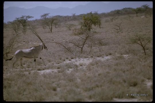 Image of Beisa Oryx