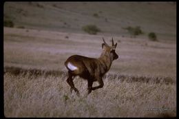 Image of Defassa Waterbuck