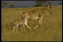 Alcelaphus buselaphus cokii Günther 1884 resmi