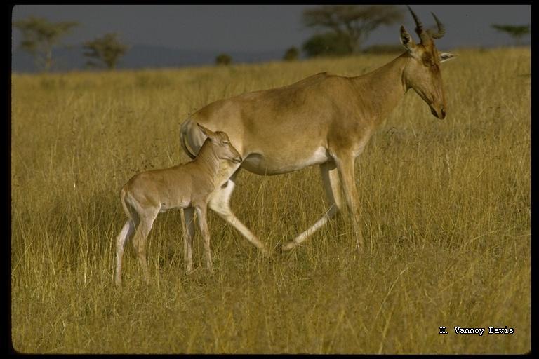 Imagem de Alcelaphus buselaphus cokii Günther 1884