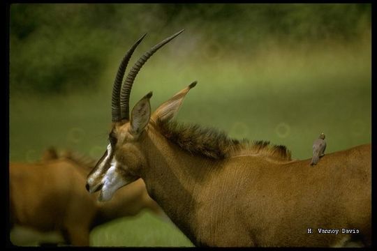 Hippotragus niger (Harris 1838) resmi