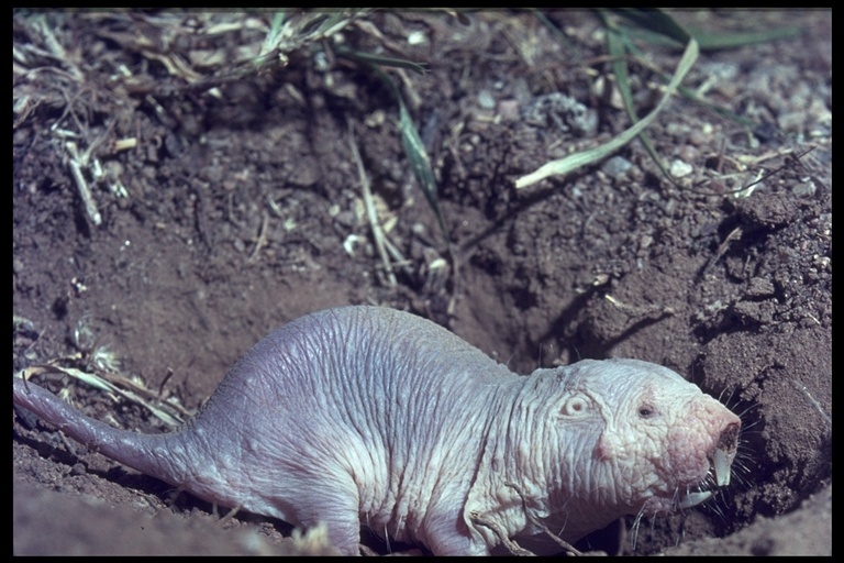 Naked Mole-rat - Encyclopedia of Life
