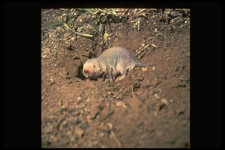 Image of Naked Mole-rat