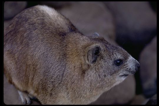 Image of Rock Hyrax