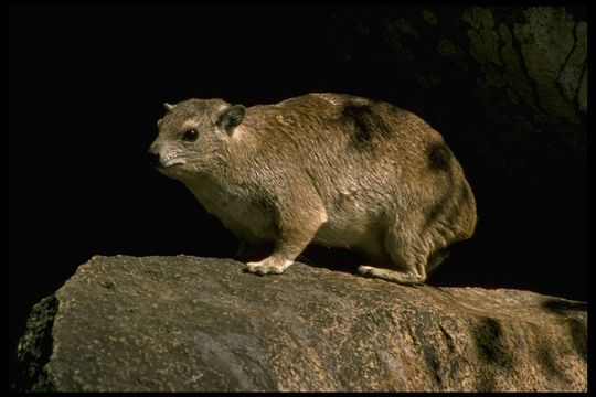 Image of Rock Hyrax