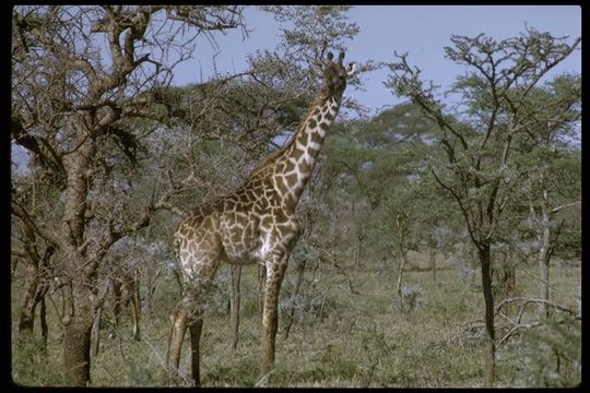 Image of South African Giraffe