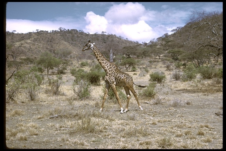 Plancia ëd <i>Giraffa camelopardalis tippelskirchi</i>