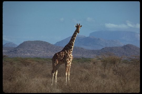 Plancia ëd <i>Giraffa camelopardalis reticulata</i>