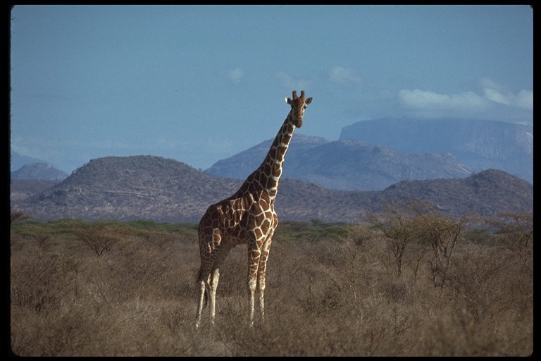 Plancia ëd <i>Giraffa camelopardalis reticulata</i>