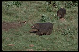 Image of Eastern Forest Hog