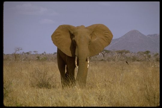 Image of African bush elephant