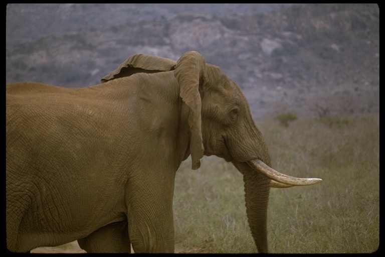 Image of African bush elephant