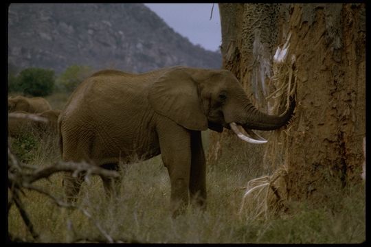 Image of African bush elephant