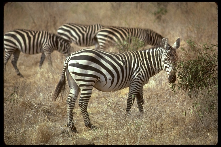 Image of Grant's zebra