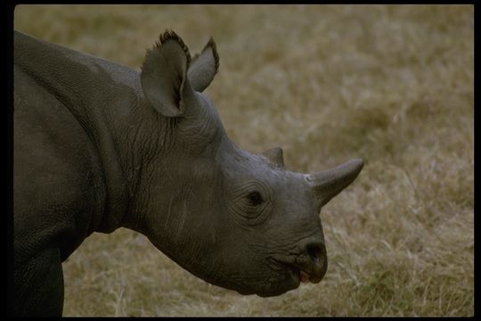 Image de Rhinocéros noir