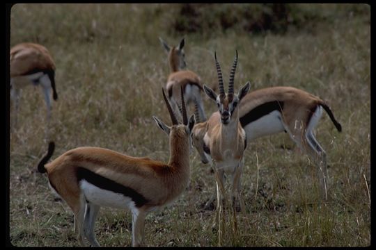 Image of Thomson's Gazelle