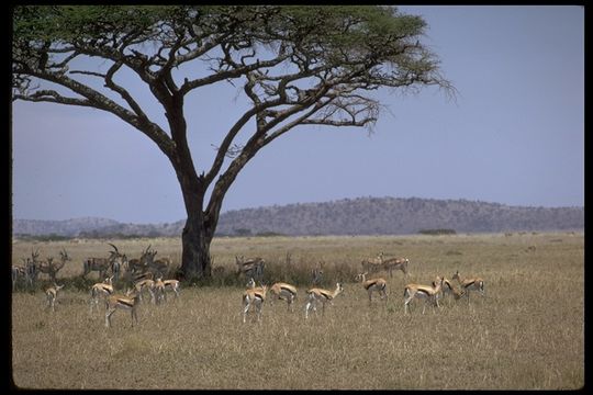 Image of Thomson's Gazelle