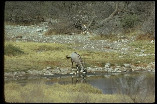 Image of Gemsbok