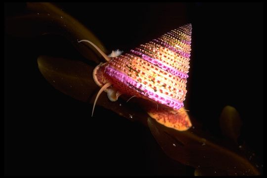 Sivun Calliostoma annulatum (Lightfoot 1786) kuva