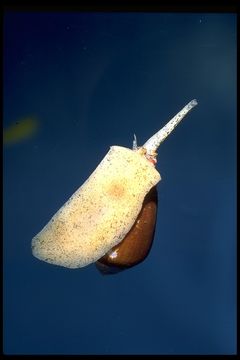 Sivun <i>Conus californicus</i> kuva