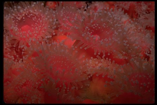 Image of Strawberry anemones