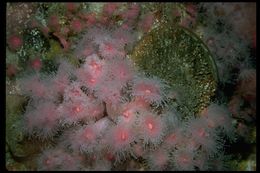 Image of Strawberry anemones