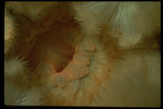 Image of brown sea anemone