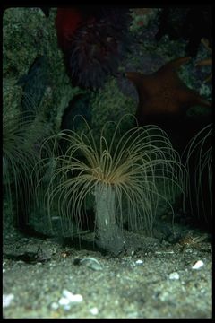 Image of Pachycerianthus fimbriatus McMurrich 1910