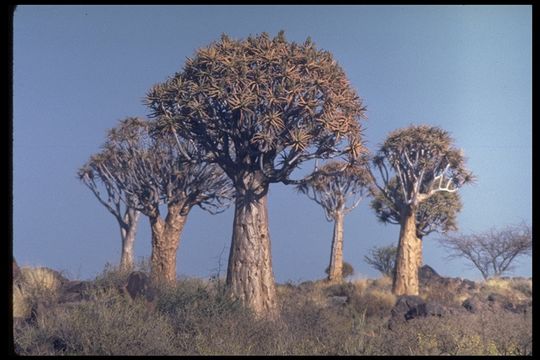 Image of <i>Aloe dichotoma</i>