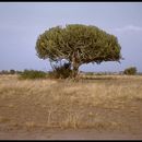 Image of Common Cadelabra tree