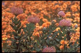 Image of leucospermum