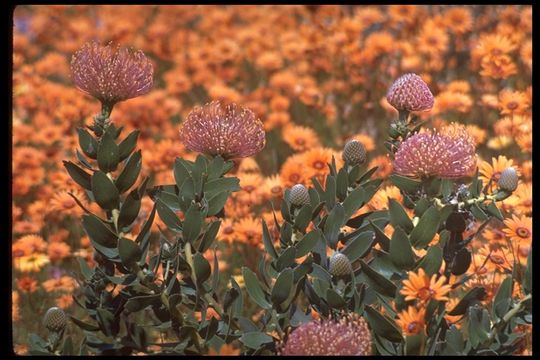 Imagem de Leucospermum