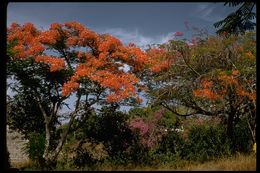 Image of flame bottletree