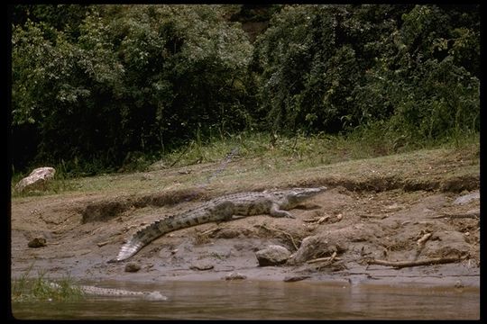 Image of Nile crocodile