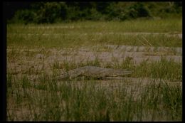 Image of Nile crocodile