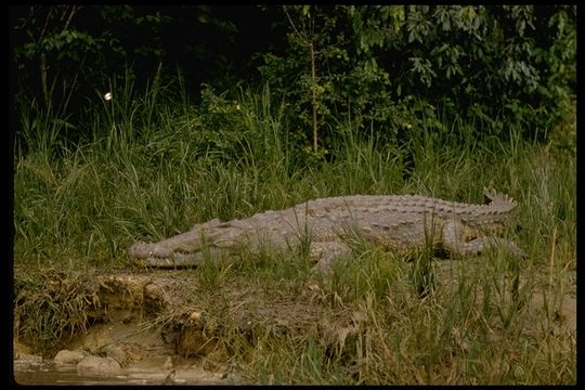 Image of Nile crocodile