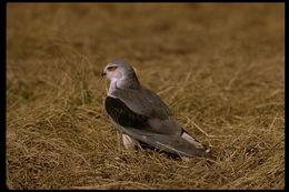 Image of Black-shouldered Kite