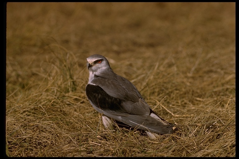 Image of Black-shouldered Kite