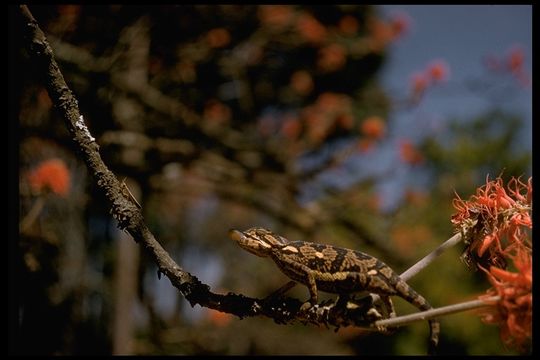 Image of Common African Flap-necked Chameleon