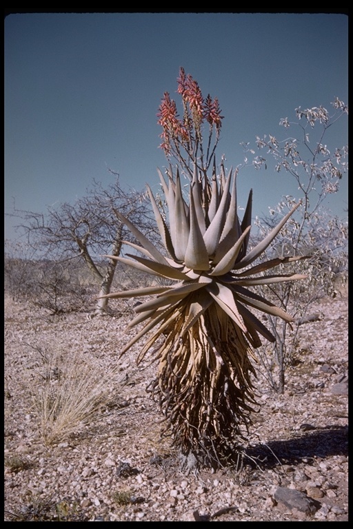 صورة Aloe vaombe Decorse & Poiss.