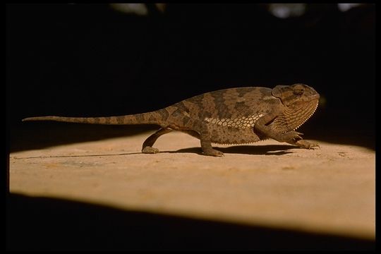 Image of Common African Flap-necked Chameleon