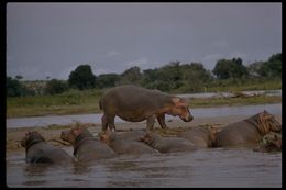 Image of Common Hippopotamus