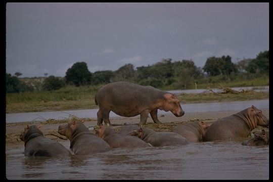 Image of Common Hippopotamus