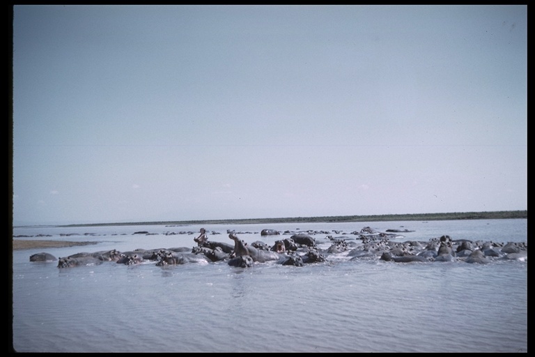 Image of Common Hippopotamus