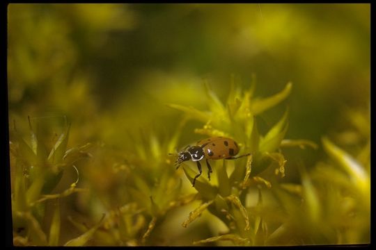 Image of Convergent Lady Beetle